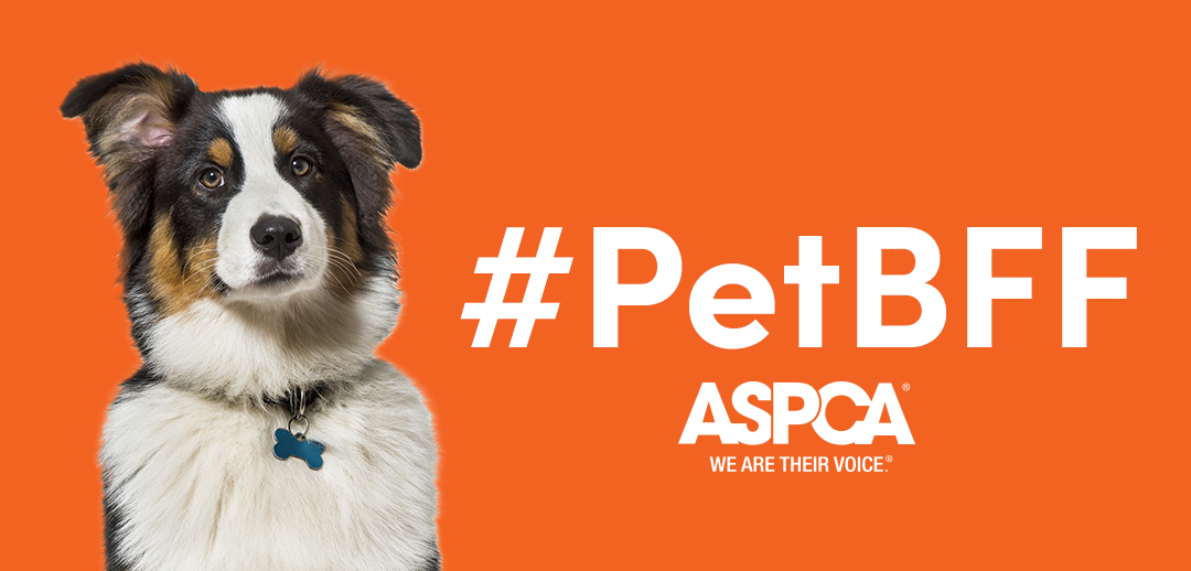 Petbff Tiktok Partners With The Aspca To Support Celebrate Our Furry Friends Tiktok Newsroom